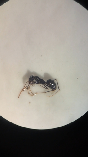 Cataglyphis floricola