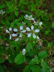 Rubus bertramii