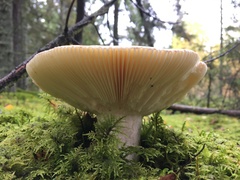 Russula fellea