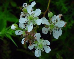 Rubus bertramii