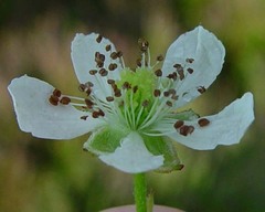 Rubus bertramii