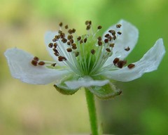 Rubus bertramii