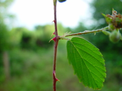 Rubus bertramii