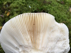 Russula fellea
