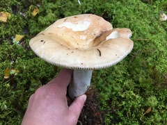 Russula fellea