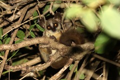 Tanzania Coast Dwarf Galago photo 5