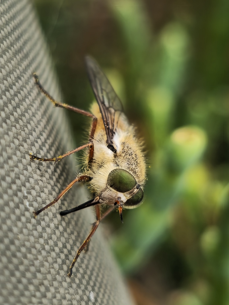 Pseudoscione dorsoguttata