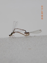 Argentagrion ambiguum