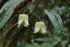 Clematis henryi