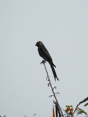 Dicrurus leucophaeus