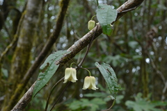 Clematis henryi
