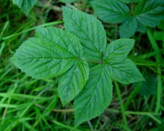 Rubus scissus