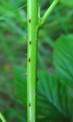 Rubus scissus