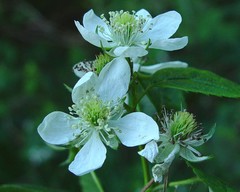 Rubus scissus