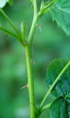 Rubus scissus