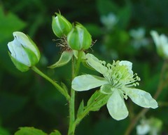 Rubus scissus