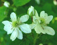Rubus scissus