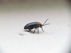 Disonycha triangularis