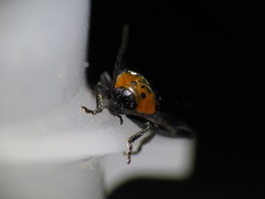 Disonycha triangularis