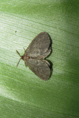 Epipyropidae