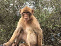 Macaca sylvanus