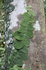 Piper clypeatum