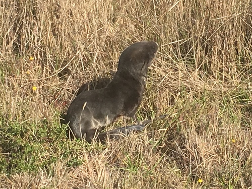 Northern Fur Seal