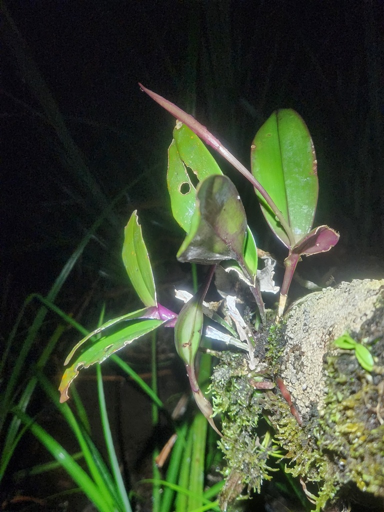 Epidendrum purpureocaule Essers & Sambin 2