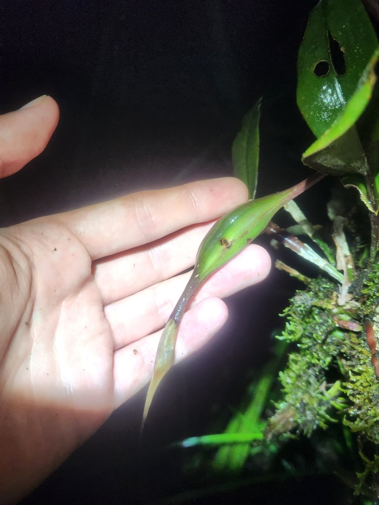 Epidendrum purpureocaule Essers & Sambin 3