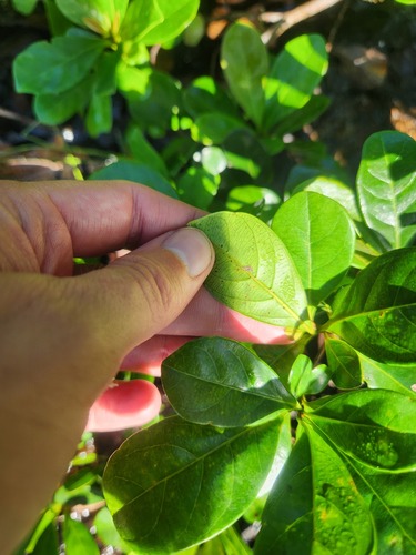 Terminalia amazonia - Leaves