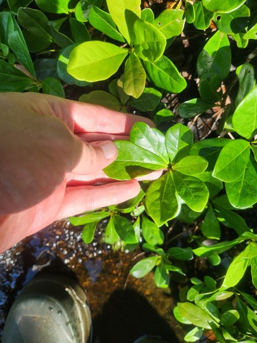 Terminalia amazonia - Whole tree