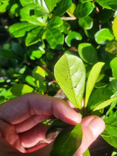 Terminalia amazonia - Habitat