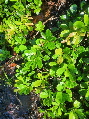 Terminalia amazonia - Leaves
