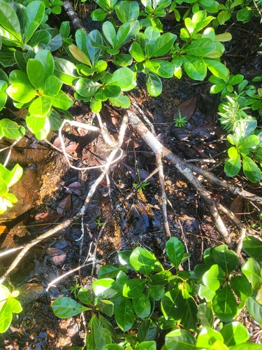 Terminalia amazonia - Whole tree