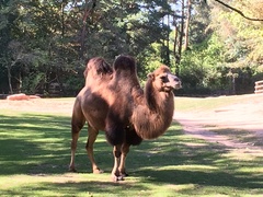 Camelus