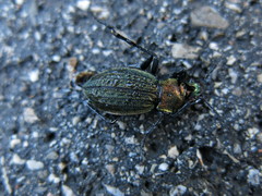 Carabus cancellatus