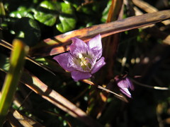 Gentianella aspera