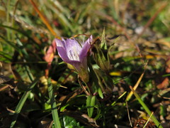 Gentianella aspera