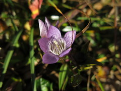 Gentianella aspera