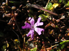 Primula minima