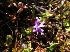 Primula minima
