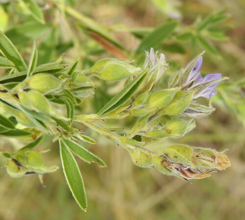 Reverchon's scurf-pea (Pediomelum reverchonii)