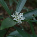 Daphne kiusiana - Photo (c) JODY HSIEH, some rights reserved (CC BY-NC), uploaded by JODY HSIEH