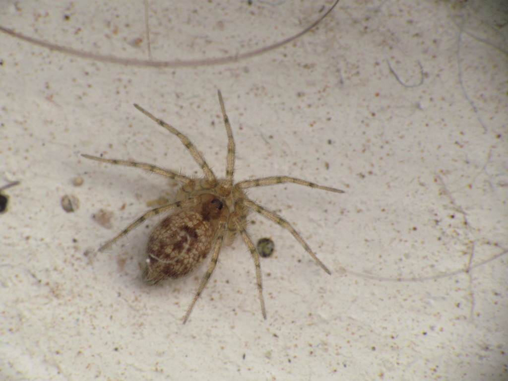 Oecobius amboseli