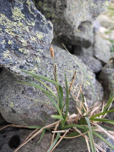 Carex bigelowii iNaturalist observation