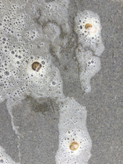 Ectocarpales