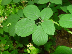Rubus calvatus