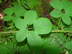Rubus calvatus