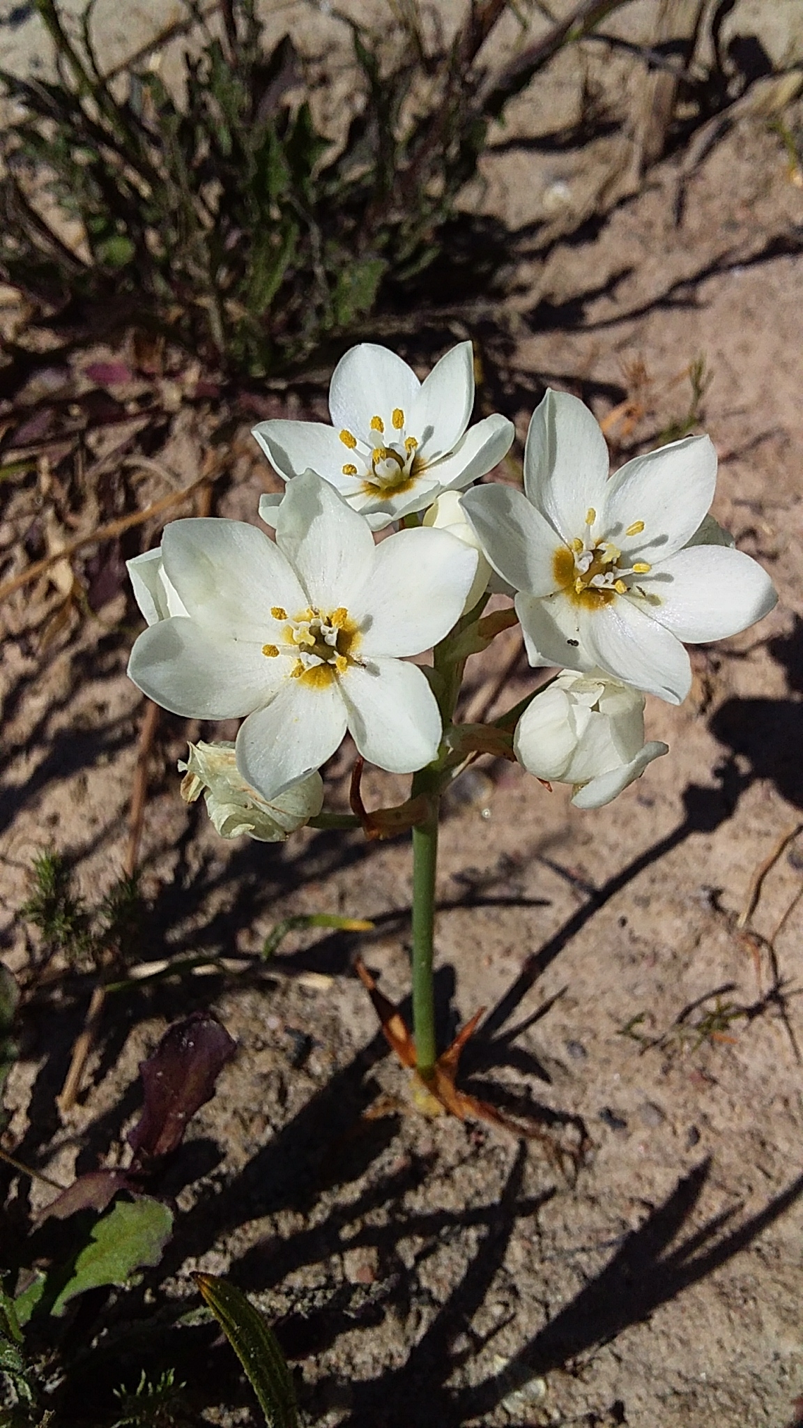 Ornithogalum