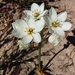 Star-of-Bethlehem - Photo (c) sybilmajo, some rights reserved (CC BY-NC), uploaded by sybilmajo